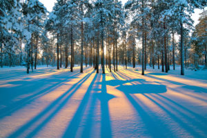snowy-forest-860