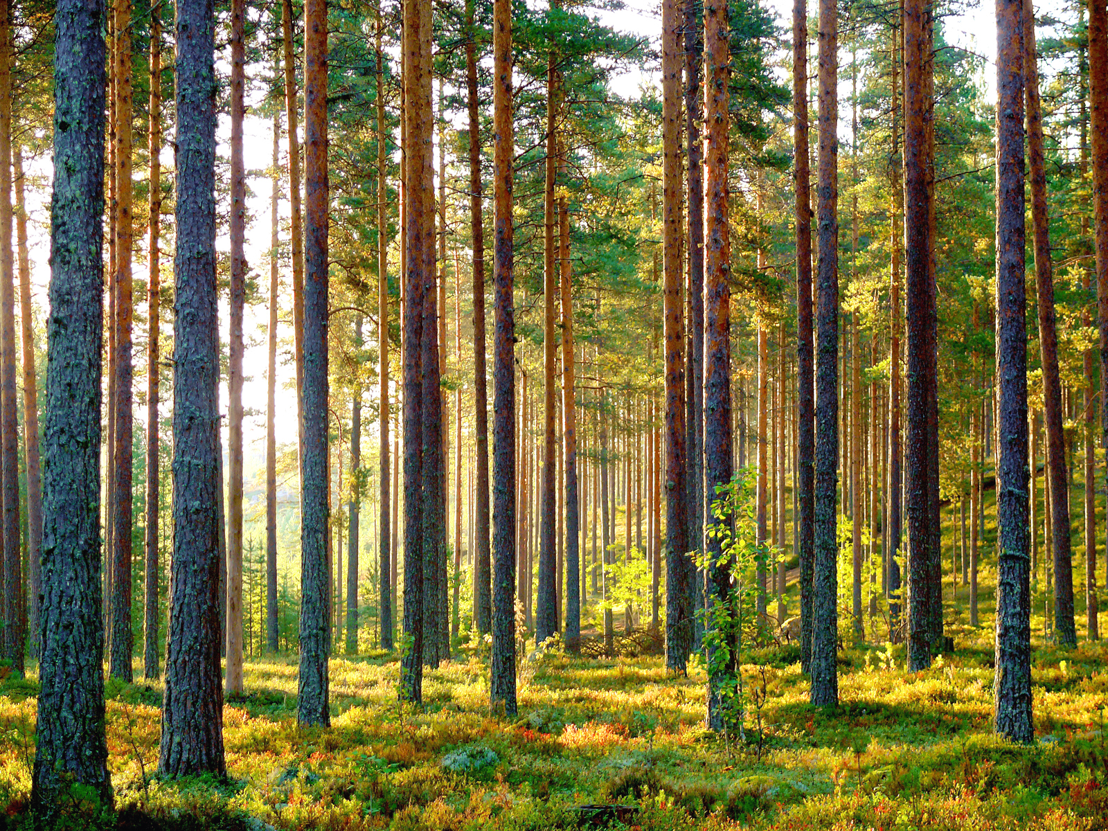 Какой лес самый богатый. Хвойный лес Финляндия. Хвойные леса в Финляндии. Финские еловые леса Финляндия. Скандинавские леса Финляндии.
