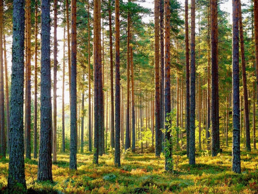 Сосновый лес Финляндия
